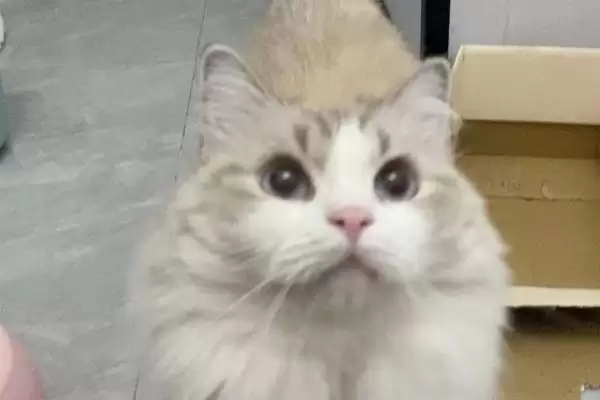 猫咪流眼泪的原因有哪些 ,猫粮油腻、缺水、猫鼻支致猫咪流泪插图3 猫咪流眼泪的原因有哪些 ,猫粮油腻、缺水、猫鼻支致猫咪流泪插图3