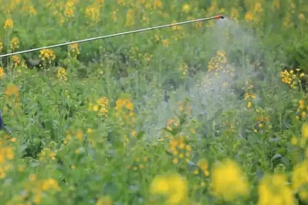 怎么给油菜施肥，脱肥时要补充氮磷肥料插图2