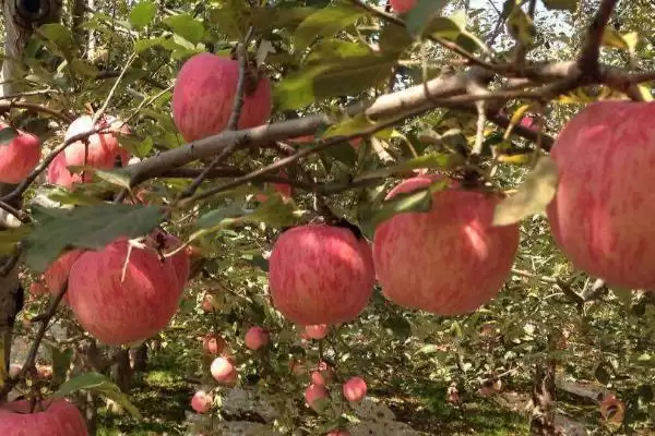 苹果着色技术,从三方面进行插图2 苹果着色技术,从三方面进行插图2