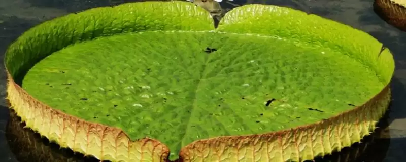 王莲能坐人吗？判断王莲能否坐人要考虑哪些植物结构和生长因素？-会东网