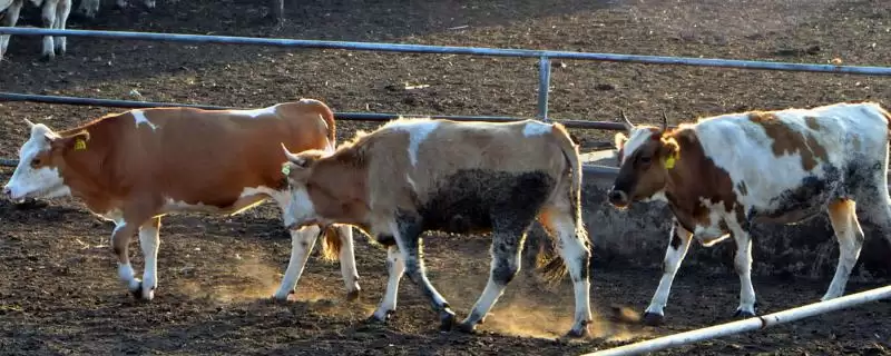 牛的体型和体重之谜:与品种和性别相关的秘密-会东网