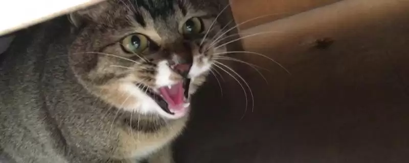 猫咪爱发脾气怎么处理好 ,猫咪发脾气可采取何措施-会东网