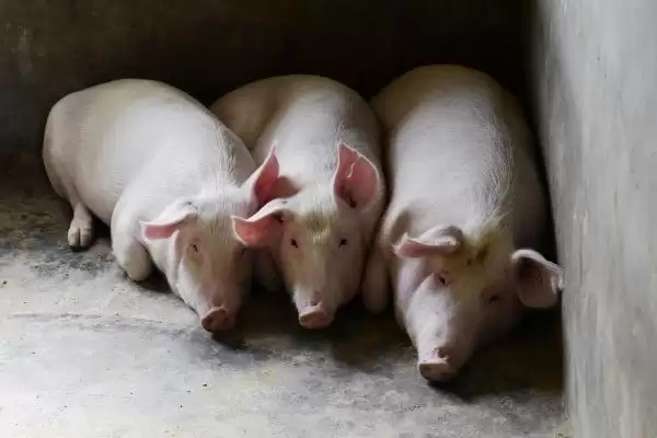 了解猪寿命的方法和重点？养猪要做好哪些养殖周期规划细节？插图3