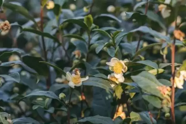 图片[3]-茶树是不是蜜源植物，属于蜜源植物-会东网
