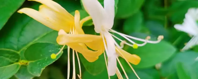 金银花枝的冬季修剪技术 ,金银花枝冬季何时修剪好-会东网