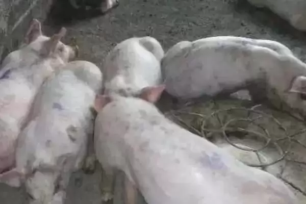 了解猪流感的方法和重点？养猪要做好哪些疫病知识储备细节？插图1