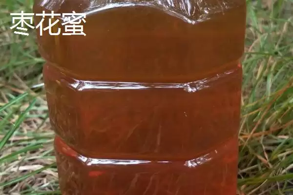 图片[3]-柑橘蜜和枣花蜜哪个好，前者的色泽和口感都更优-会东网