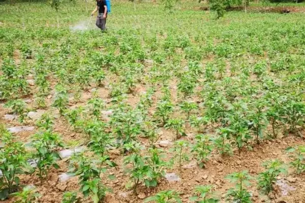 辣椒籽的直接种植问题 ,辣椒籽直接种植后如何保持湿度?插图6 辣椒籽的直接种植问题 ,辣椒籽直接种植后如何保持湿度?插图6