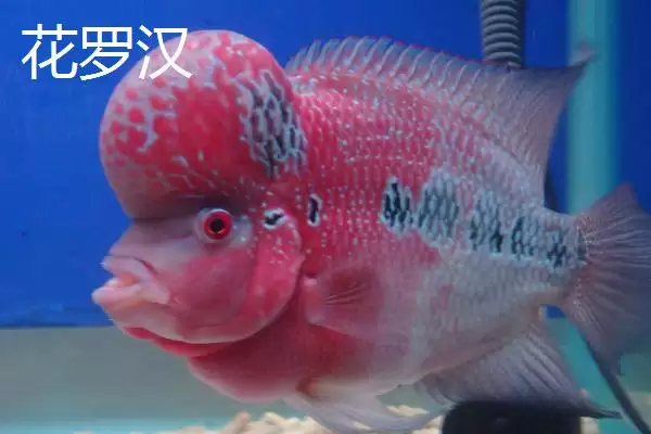图片[2]-罗汉鱼有哪些常见品种 ,罗汉鱼的品种有哪些介绍-会东网