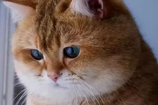 图片[2]-猫咪发腮好还是不好 ,猫咪发腮仅影响体型和外表-会东网