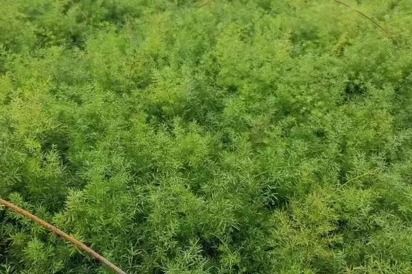 图片[8]-天门冬的种植技术？种植天门冬要遵循哪些科学的种植方法和管理要点？-会东网