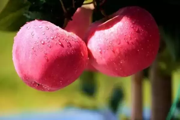 认识水果种类的方法和重点?了解水果种类要做好哪些细节?插图8 认识水果种类的方法和重点?了解水果种类要做好哪些细节?插图8