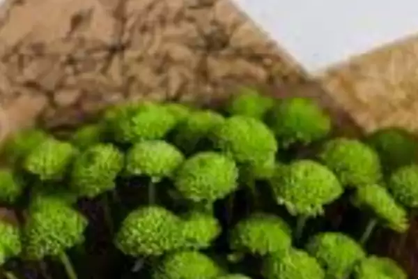 绿菊花的花语有哪些寓意 ,绿菊花有何花语寓意插图2