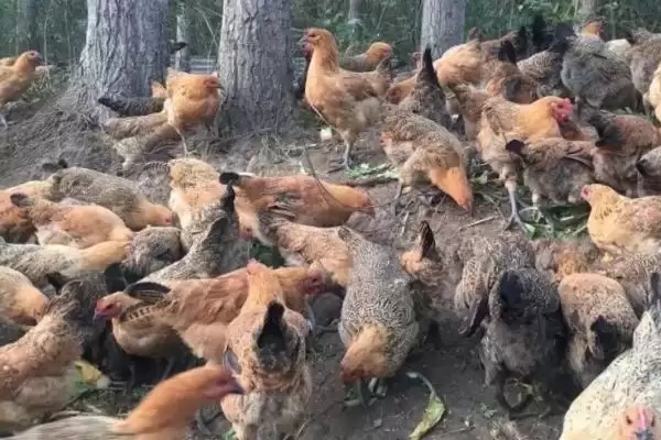 掌握散养鸡管理技术的方法和重点?养鸡要做好哪些散养管理?插图2 掌握散养鸡管理技术的方法和重点?养鸡要做好哪些散养管理?插图2