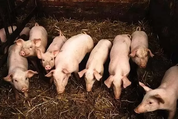 治疗仔猪腹泻的方法和重点？养猪要做好哪些治疗细节？插图2