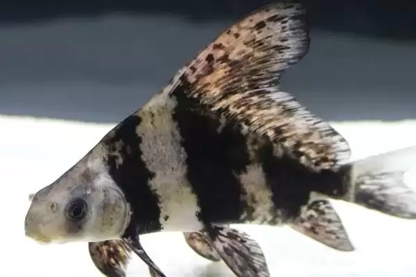 兰寿缸的工具鱼选择 ,兰寿缸选清道夫等鱼有何好处?插图3 兰寿缸的工具鱼选择 ,兰寿缸选清道夫等鱼有何好处?插图3