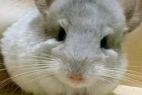 养猫会用到哪些家庭护理用品,体重秤、脖圈、体温计等物品经常使用插图3 养猫会用到哪些家庭护理用品,体重秤、脖圈、体温计等物品经常使用插图3