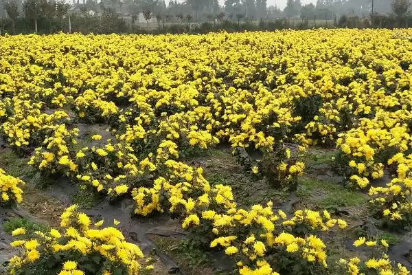 菊花冬季种植方法 ,初冬季节菊花种植要做什么呢？插图1