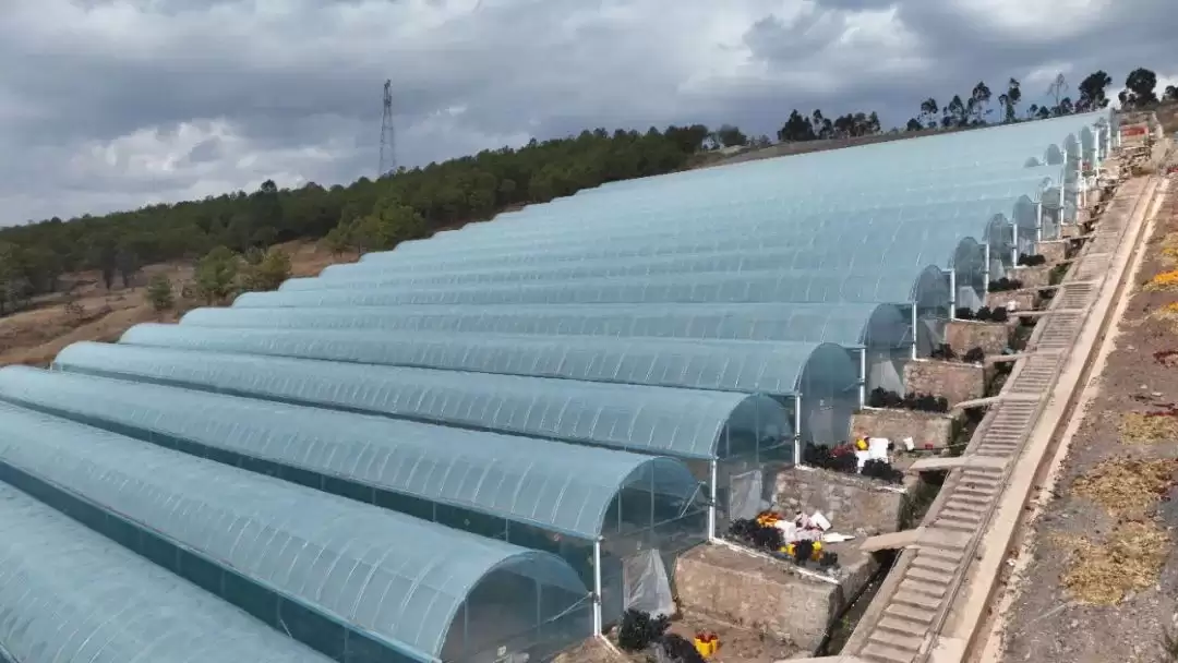 会东鱼山大棚蔬菜示范基地辣椒丰收，家门口就业圈助力移民增收插图2