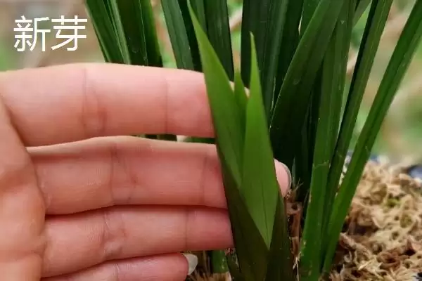 兰花花苞和新芽的区别 ,兰花花苞和新芽在哪些方面不同？插图2