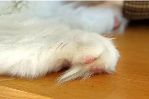 图片[2]-为什么猫咪会有脚臭？探究猫咪脚臭原因要考虑哪些猫咪卫生、生理和环境因素？-会东网