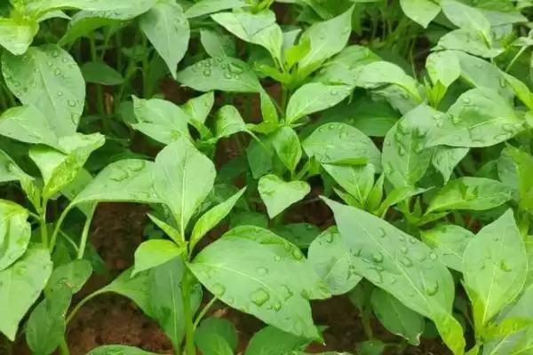 辣椒苗的价格范围 ,辣椒苗一株的价格是多少左右呢?插图1 辣椒苗的价格范围 ,辣椒苗一株的价格是多少左右呢?插图1