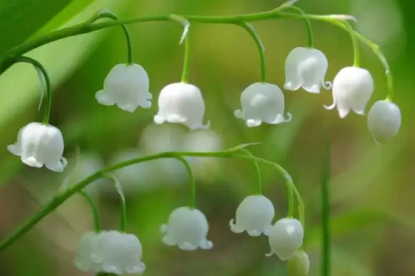 图片[4]-铃兰的植物简介 ,铃兰为什么是我国传统中药材？-会东网