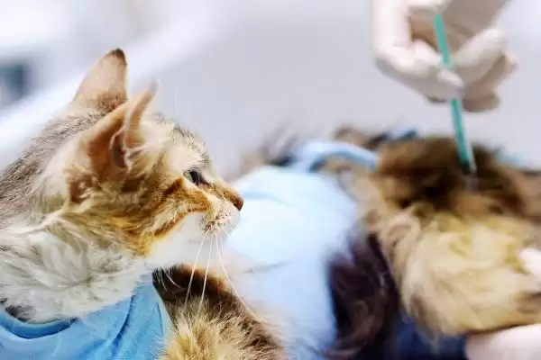 猫传腹腹水能抽水治疗吗 ,猫传腹腹水何时抽水缓解插图2