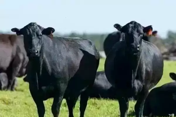 规划 50 亩农场的方法和重点?养猪要做好哪些规划细节?插图5 规划 50 亩农场的方法和重点?养猪要做好哪些规划细节?插图5