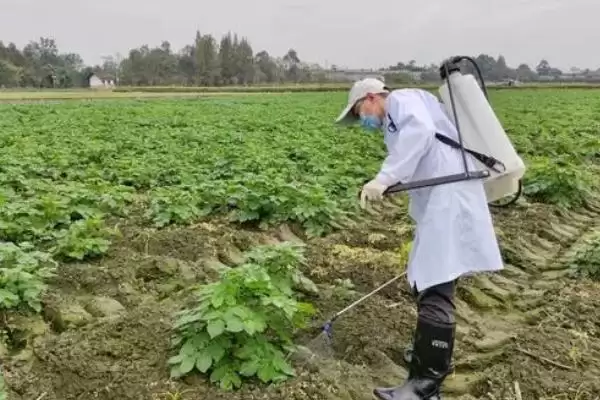 减少农药喷施量提高瓜果品质的方法和重点?提升瓜果品质要做好哪些细节?插图1 减少农药喷施量提高瓜果品质的方法和重点?提升瓜果品质要做好哪些细节?插图1