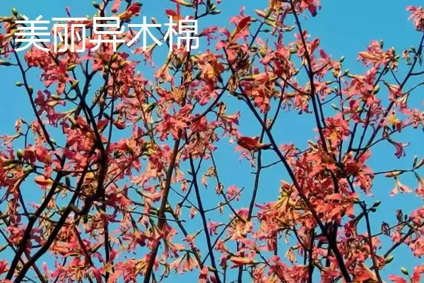 美丽异木棉和木棉有什么区别呢 ,美丽异木棉和木棉科属、形态、习性不同插图3 美丽异木棉和木棉有什么区别呢 ,美丽异木棉和木棉科属、形态、习性不同插图3