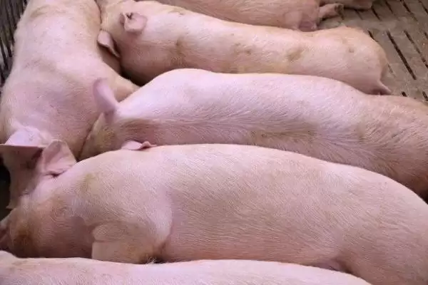 探究猪身上出现红点原因的方法和重点？养猪要做好哪些皮肤健康细节？插图3