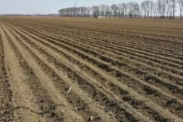 西葫芦种植技术的方法和重点?种西葫芦要做好哪些细节?插图1 西葫芦种植技术的方法和重点?种西葫芦要做好哪些细节?插图1