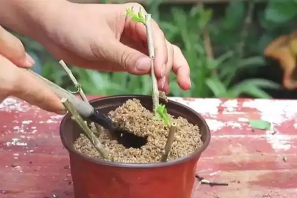 木菊花叶子发黄是什么原因呢,木菊花叶子发黄可能因浇水多或土壤板结插图5