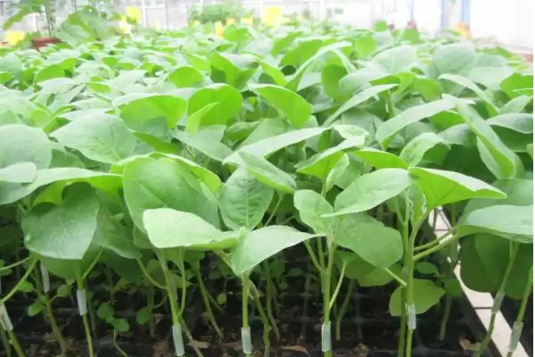 茄子苗盘育苗技巧:种子处理后播种的操作要点插图2 茄子苗盘育苗技巧:种子处理后播种的操作要点插图2