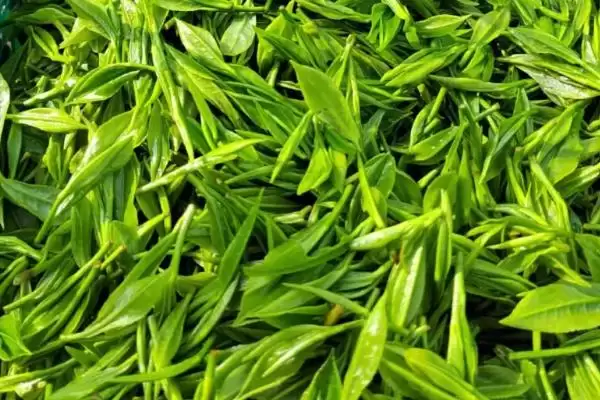 图片[2]-认识中国十种名茶的方法和重点？认识中国十种名茶要做好哪些细节？-会东网