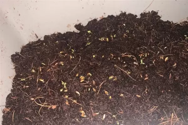 图片[6]-苦苣的收获时间 ,苦苣 8 月播种 10 月收获是固定的吗？-会东网