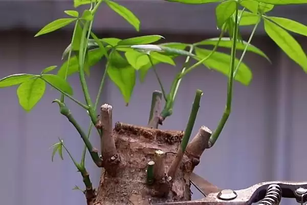 图片[4]-栽植发财树注意事项的方法和重点？栽植发财树注意事项要做好哪些细节？-会东网
