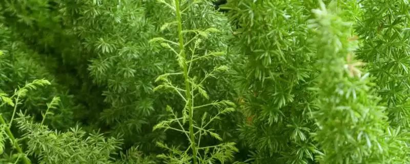 天门冬的种植技术？种植天门冬要遵循哪些科学的种植方法和管理要点？-会东网