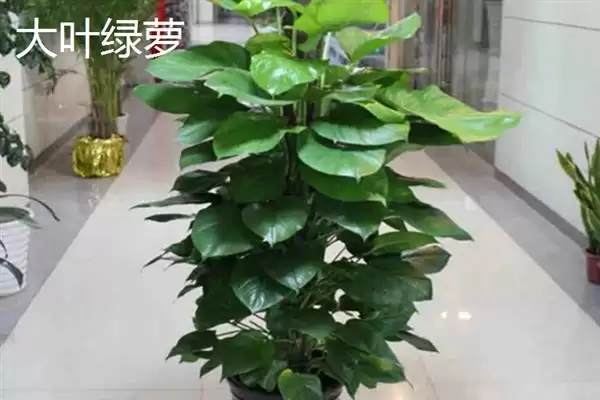 哪些耐阴的大型绿植适合放在客厅,苹果竹芋、琴叶榕、散尾葵等品种可供选择插图5 哪些耐阴的大型绿植适合放在客厅,苹果竹芋、琴叶榕、散尾葵等品种可供选择插图5