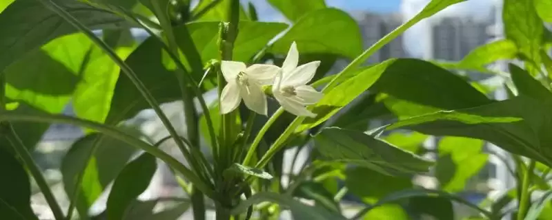 辣椒的授粉需求 ,辣椒为何需要授粉才能结果呢?-会东网