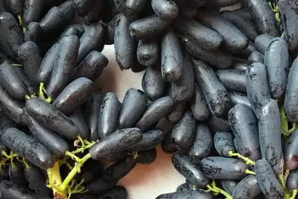 葡萄种类大集合：巨峰葡萄、红提等常见品种介绍插图5