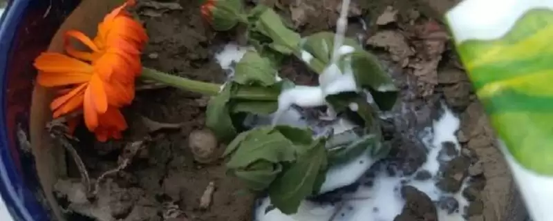 牛奶发酵后的神奇用途:适合浇喜酸植物的科学依据-会东网