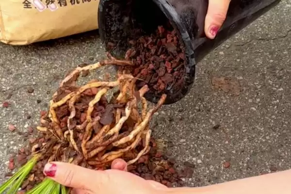 兰花的种植方法 ,兰花种植前为何要处理根系?插图3 兰花的种植方法 ,兰花种植前为何要处理根系?插图3