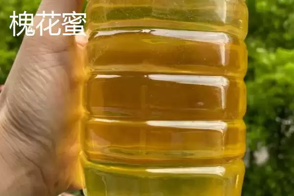图片[2]-槐花蜜和枣花蜜对比，前者有槐花香味、后者有枣花香味-会东网