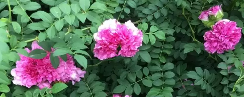 修剪缫丝花的方法和重点？修剪缫丝花要做好哪些细节？-会东网