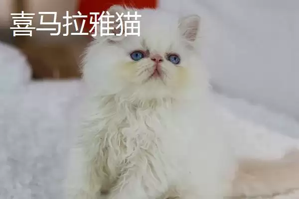 猫有哪些常见的品种 ,猫的哪些品种有优势特点插图1 猫有哪些常见的品种 ,猫的哪些品种有优势特点插图1