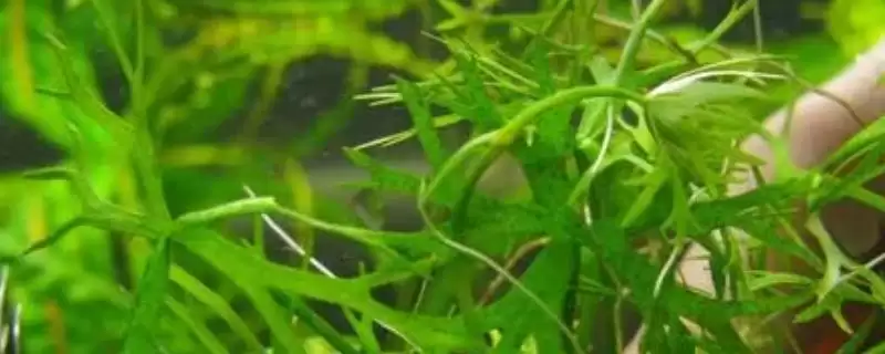 鹿角矮珍珠水草难养吗 ,鹿角矮珍珠水草的栽培难度如何-会东网