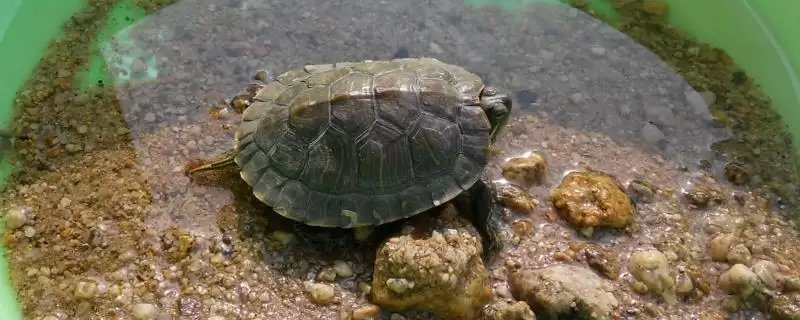 确定养乌龟合适水温的方法和重点？确定养乌龟合适水温要做好哪些细节？-会东网