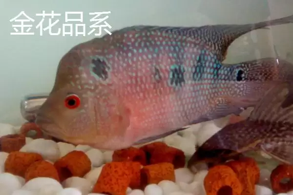 图片[3]-罗汉鱼起头时间是什么时候 ,珍珠品系罗汉鱼何时起头-会东网